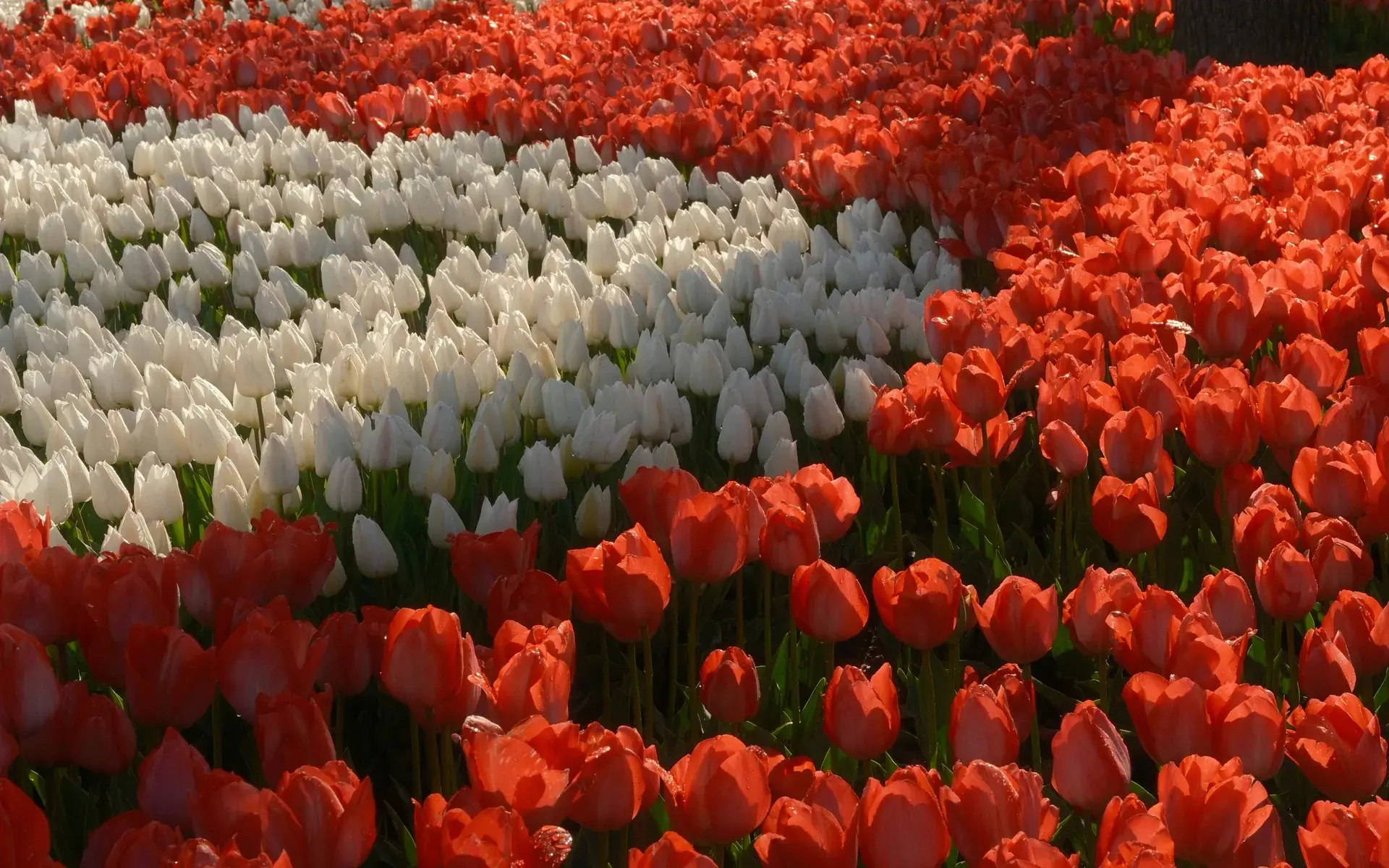 A field of red and white tulips in bloom in an Istanbul park