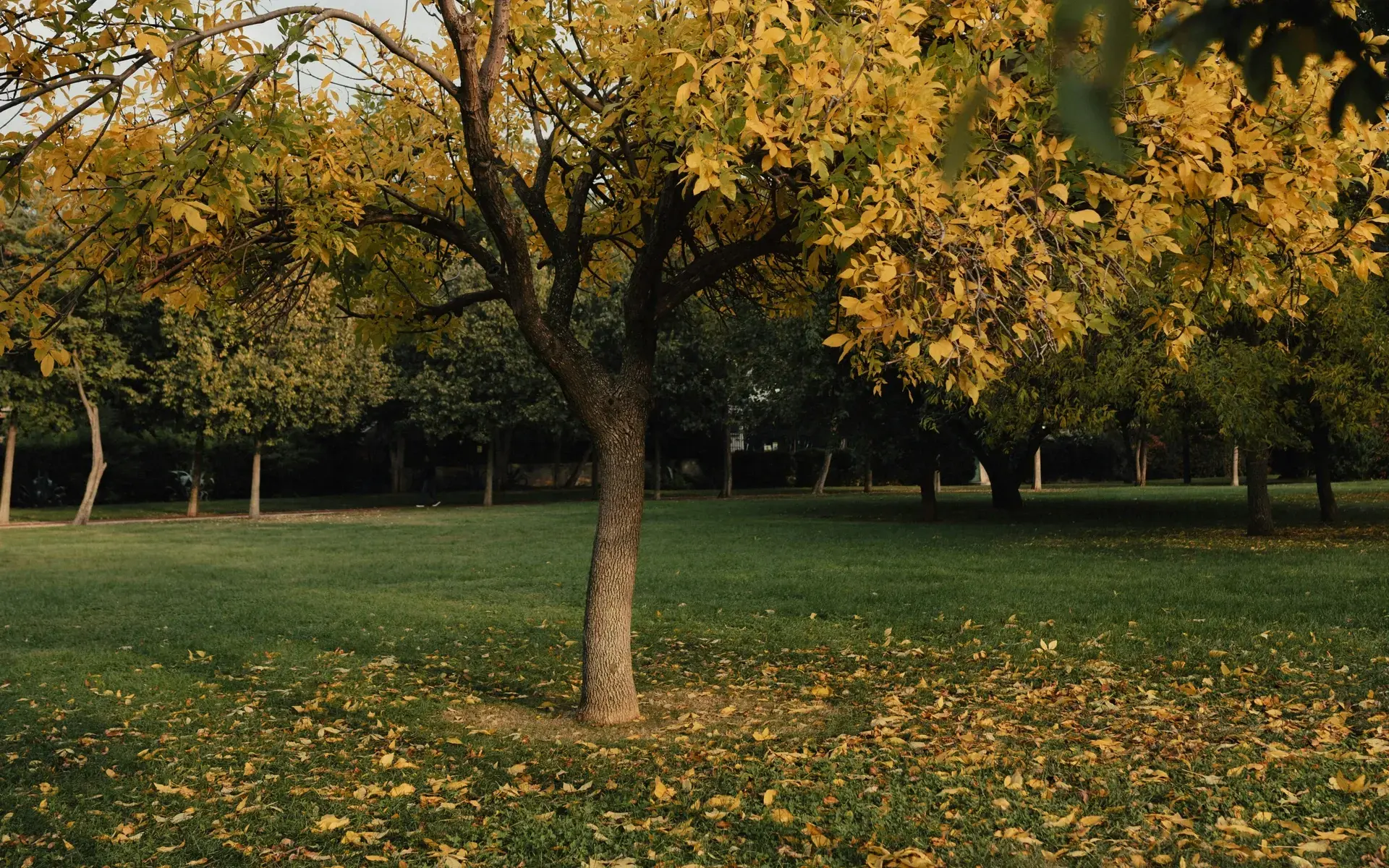 A tree with yellow autumn leaves in an Istanbul park, fallen leaves on the grass