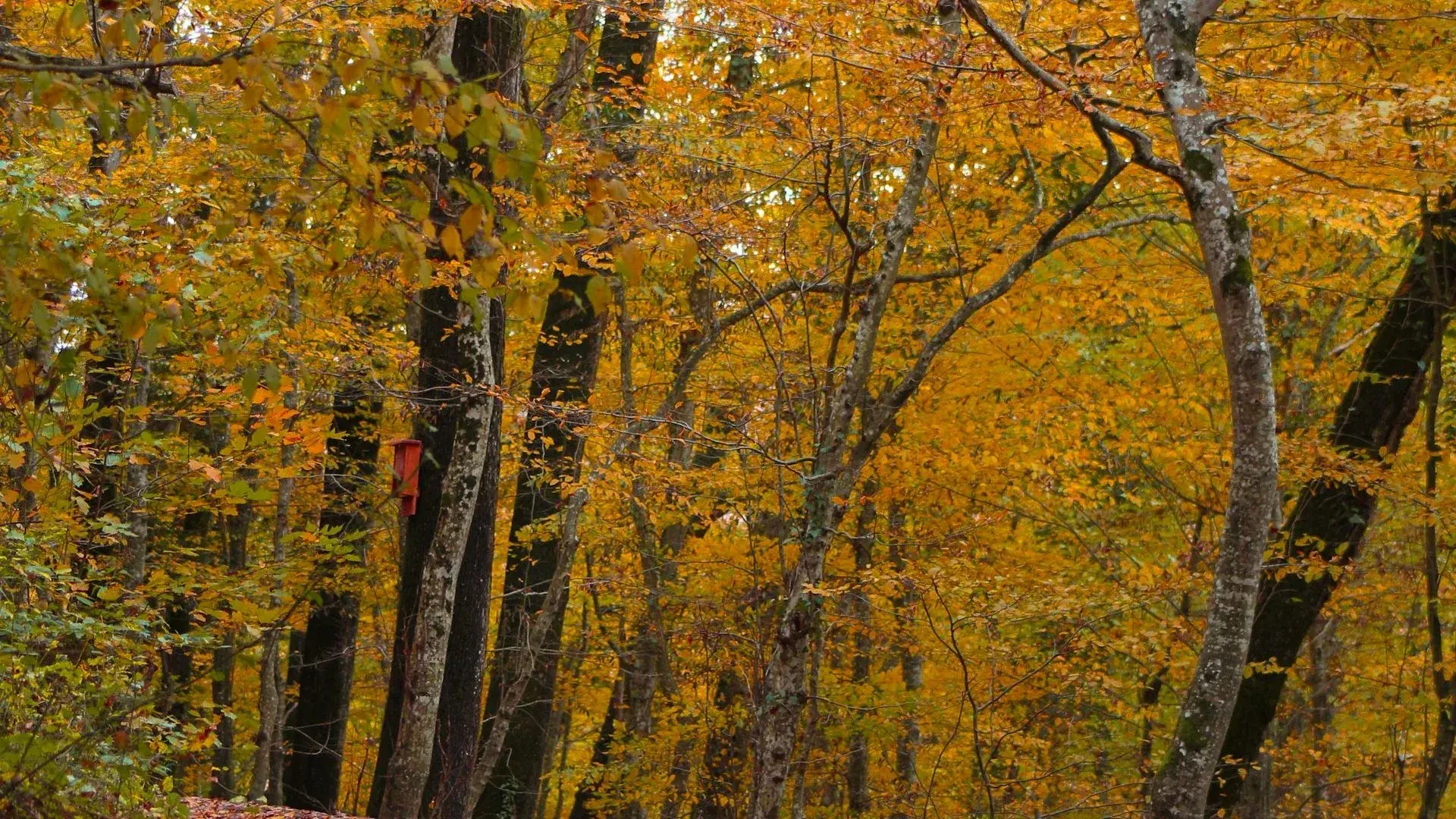 Best Nature Day Trips from Istanbul – Spring & Summer 2026 | Belgrade Forest, Abant & Sapanca