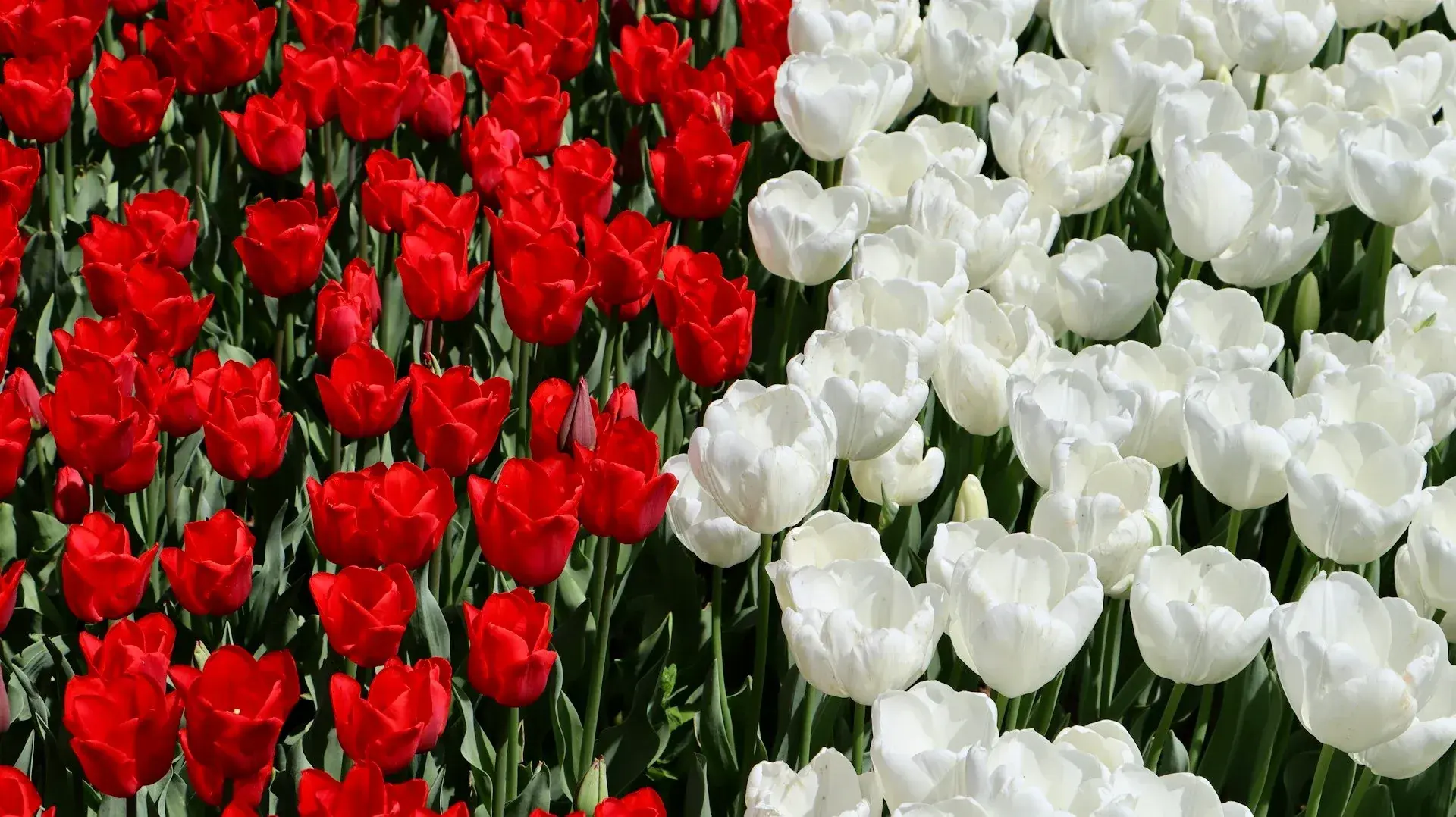 Istanbul Tulip Festival 2026 – Dates, Emirgan Park & Getting There
