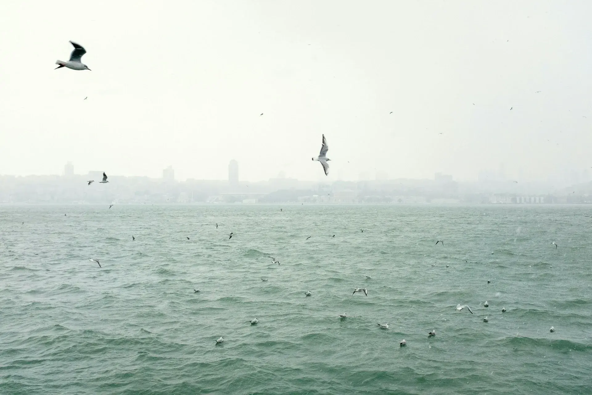 Möwen über dem Bosporus an einem nebligen Wintermorgen