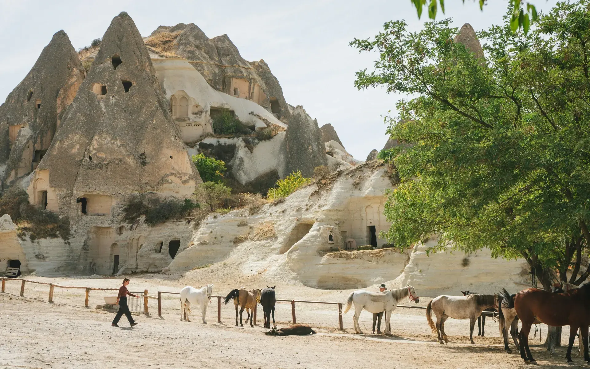 Horses resting in front of fairy chimneys and cave dwellings in Cappadocia